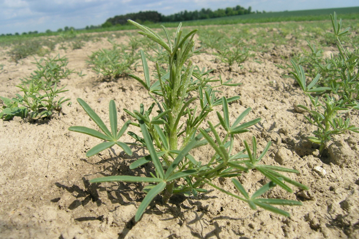 Agrotechnika uprawy łubinu żółtego, wąskolistnego i białego