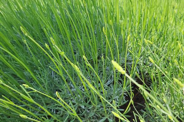 Opolska namiastka Prowansji we wsi Biadacz