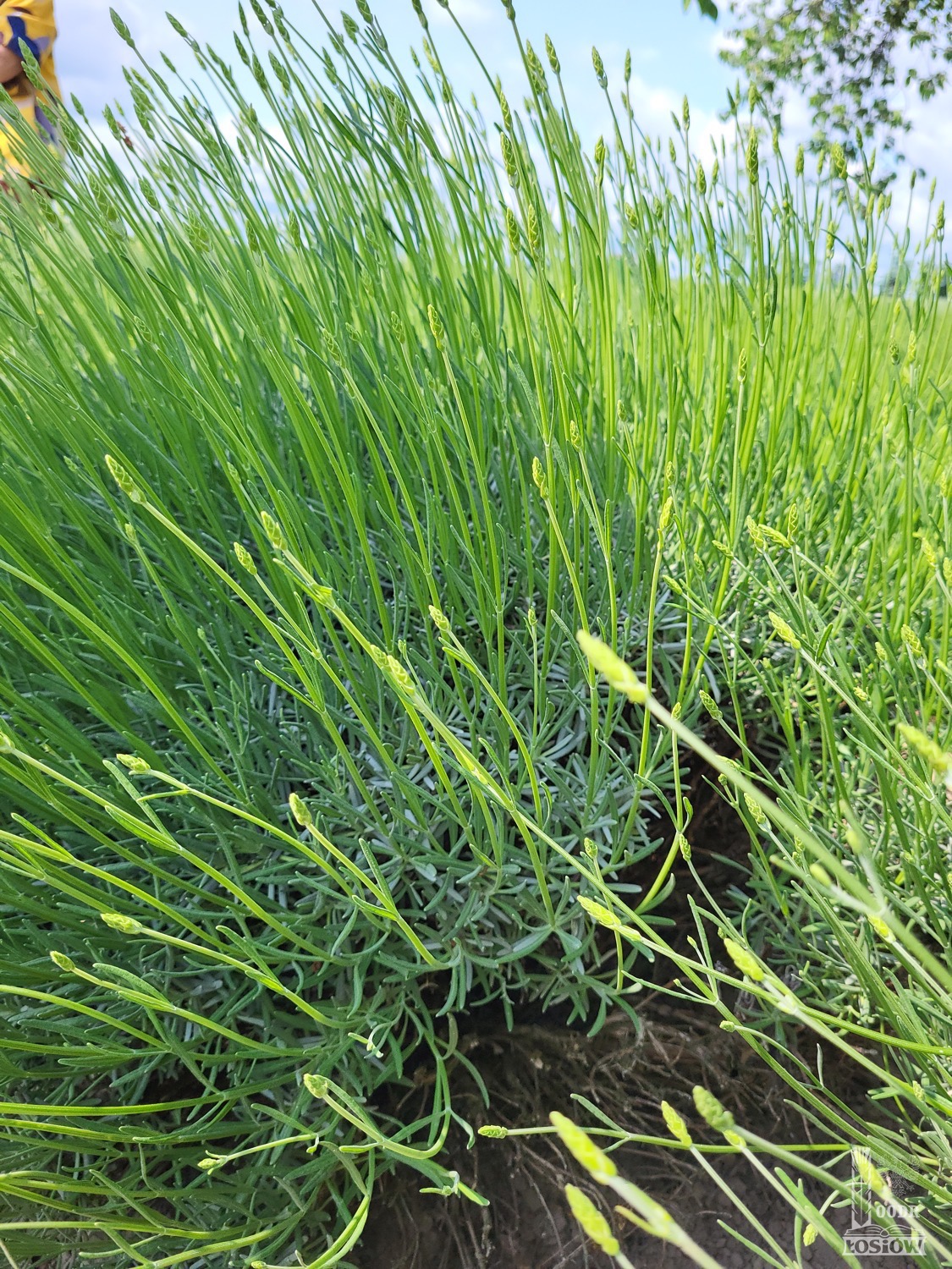 Opolska namiastka Prowansji we wsi Biadacz