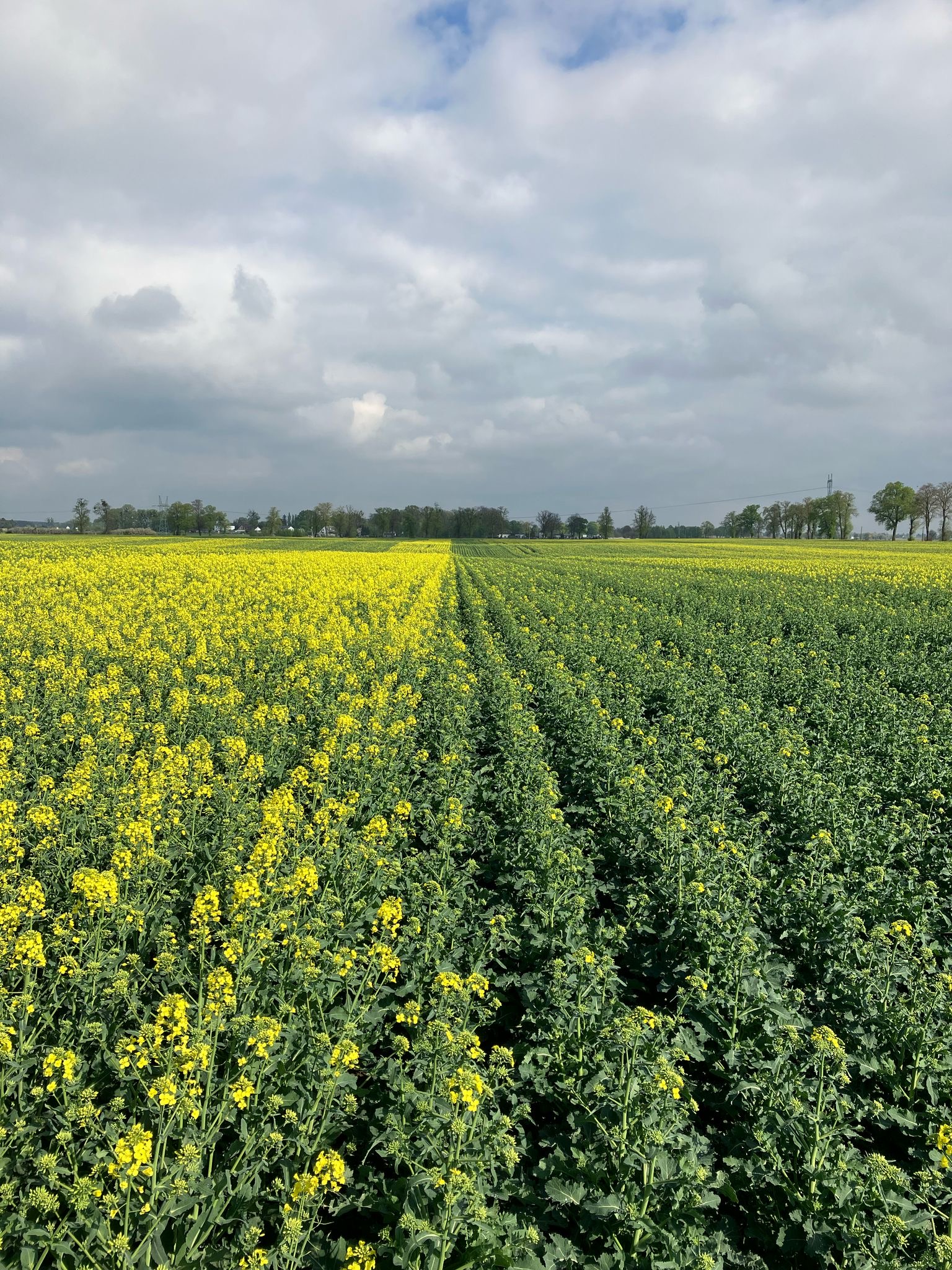 Techniczne odmiany rzepaku
