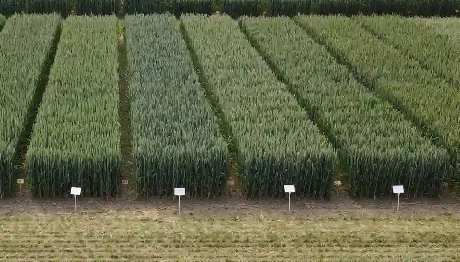 Lista Odmian Zalecanych do uprawy w województwie opolskim 2025 – oziminy