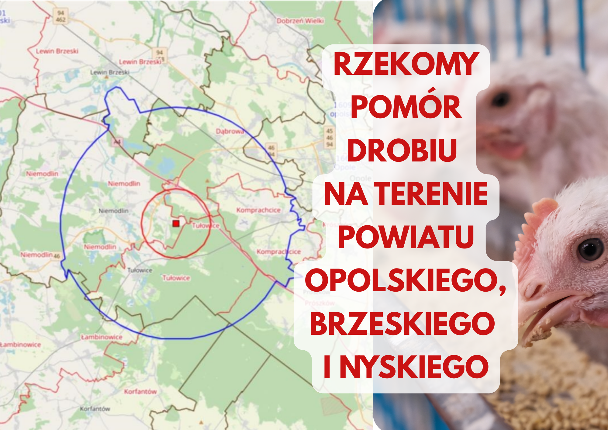 Rzekomy pomór drobiu w województwie opolskim – nowe rozporządzenie Wojewody. Sprawdź, czy Twój teren jest objęty ograniczeniami