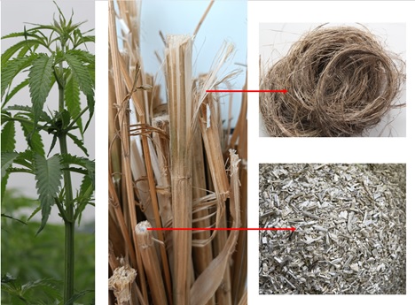 Uprawa i zastosowanie konopi włóknistych